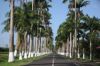 Allée Dumanoir en Guadeloupe