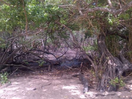 Mangrove à Pointe Bibi
