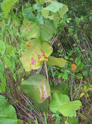 raisiniers grandes feuilles