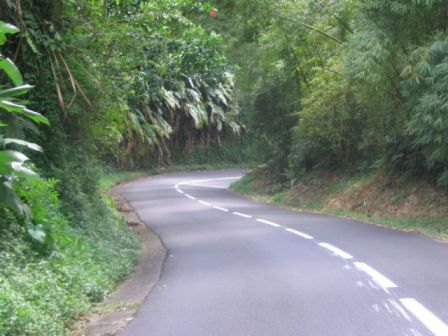 Végétation sur la Route de la Trace