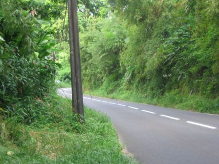 Forêt tropicale Route de la Trace