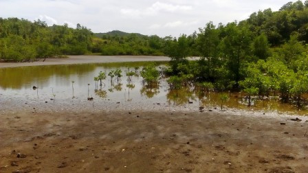 mangrove à tartane