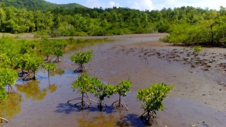 Mangrove à Tartane