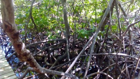 Palétuvier dans la mangrove à Tartane