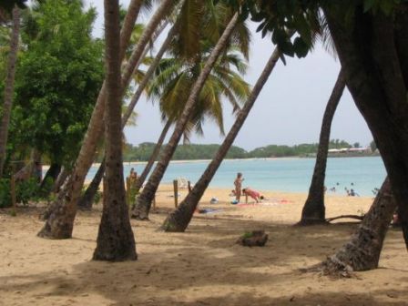 Cocotiers à la plage des Salines