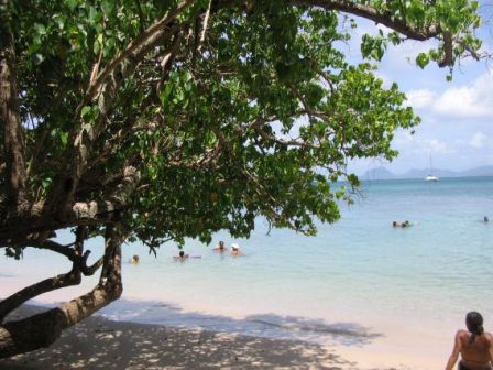 Mancelinier plage Anse Caritan