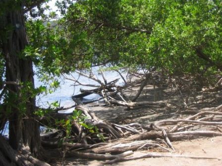 Foret Littorale randonnée la Caravelle