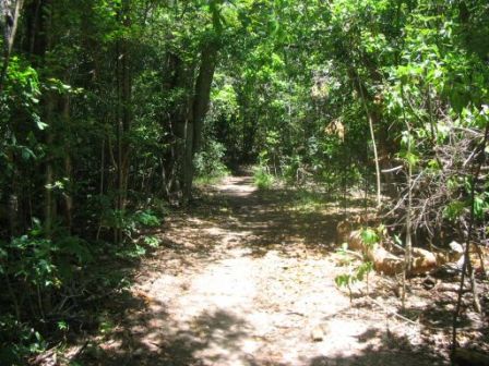 Foret Sèche de la Caravelle