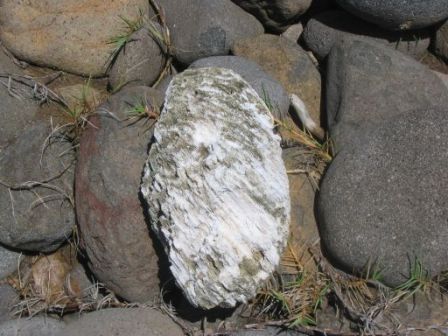 Fossile Marin sentier randonnée Réserve Naturelle Presqu'ile Caravelle