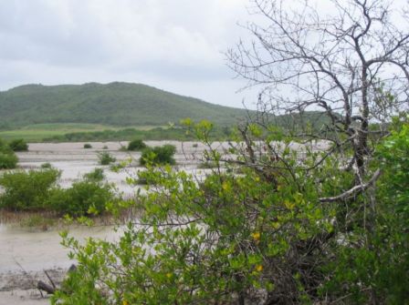 Savane des Pétrifications et Morne des Pétrifications