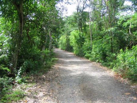 Chemin vers Grand Macabou, août 2009 Chemin vers Grand Macabou