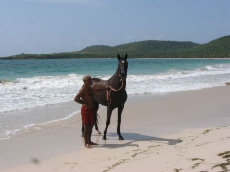 Cheval Grand Macabou, août 2009 Cheval a Grand Macabou